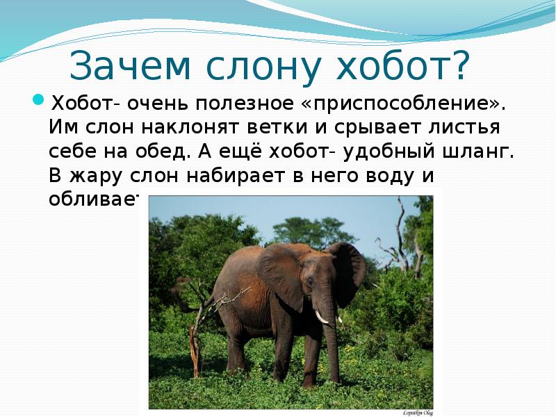 Возникновение хобота у слона можно объяснить. Хобот слона. Для чего нужен хобот слону. Приспособление слонов. Зачем слонам хобот.