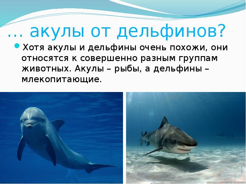 Дельфин относится к группе животных. Дельфины и акулы. Акула это рыба или млекопитающее. Дельфин это рыба или млекопитающее. Акулы относятся к млекопитающим.