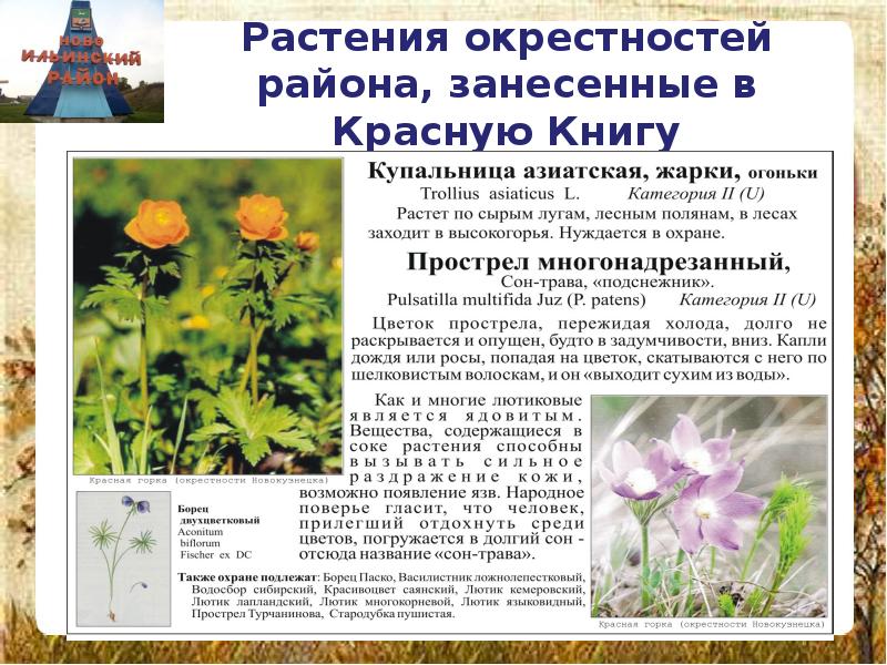 Фото Растение Занесенные В Красную Книгу