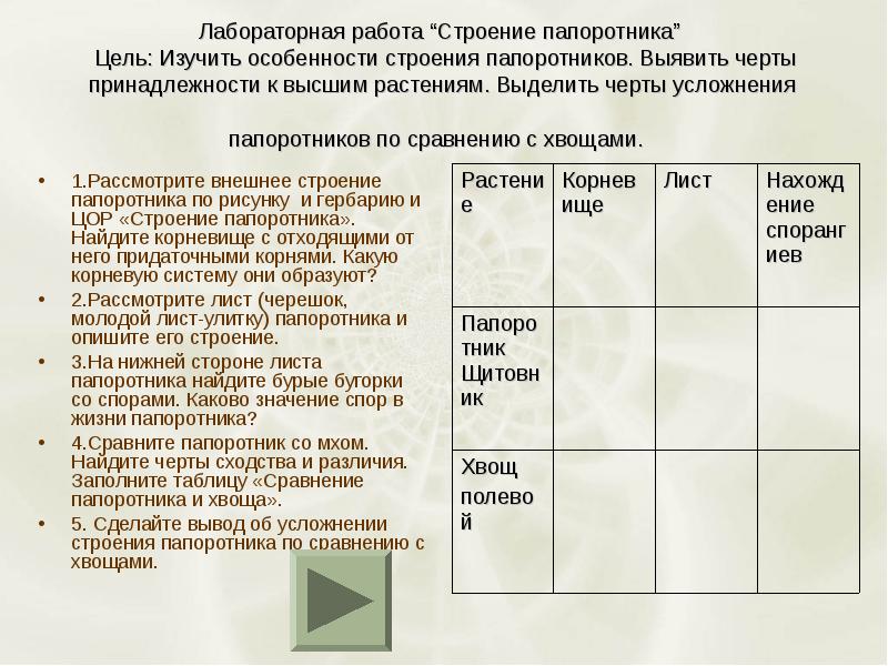 Лабораторная работа строение папоротника 7 класс. Лабораторная работа строение папоротника. Лабораторная работа изучение папоротникообразных. Лабораторная работа изучение внешнего строения папоротника. Лабораторная работа строение хвоща.