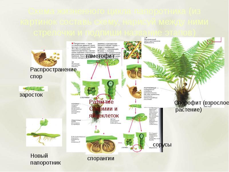 Что развивается из споры папоротника. Гаметофит заросток. Папоротник взрослое растение гаметофит. Заросток это взрослое растение. Заросток и взрослое растение папоротника.