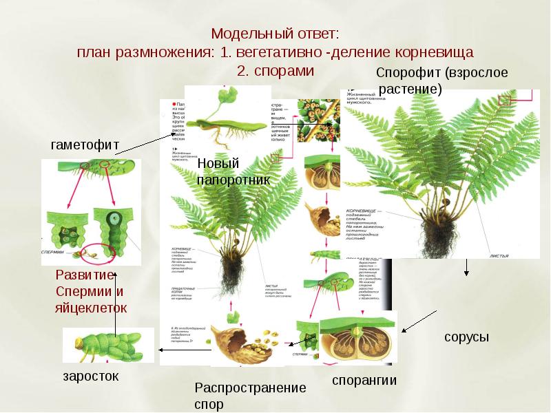 Вегетативное размножение план