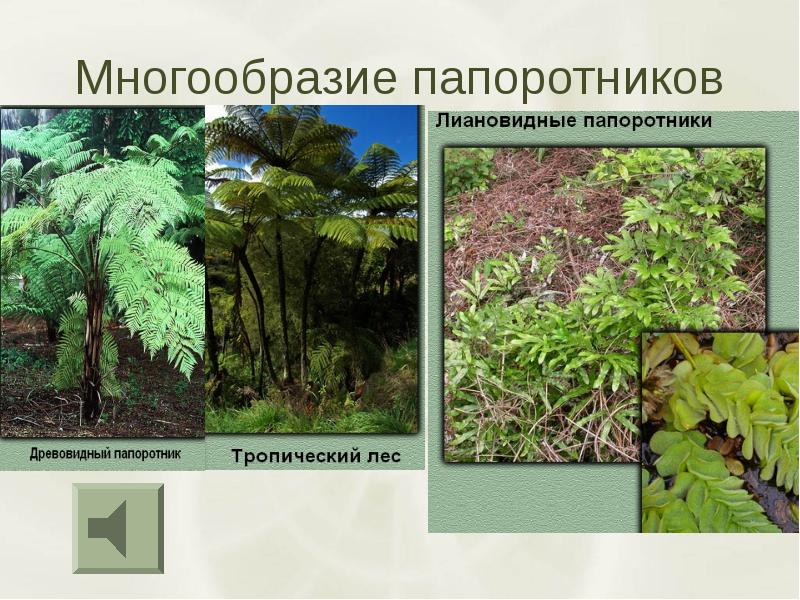 значение многообразие папоротников. хвощи плауны папоротники лист. многообразные папоротники. значение многообразие папоротников. споровые коробочки у папоротников.
