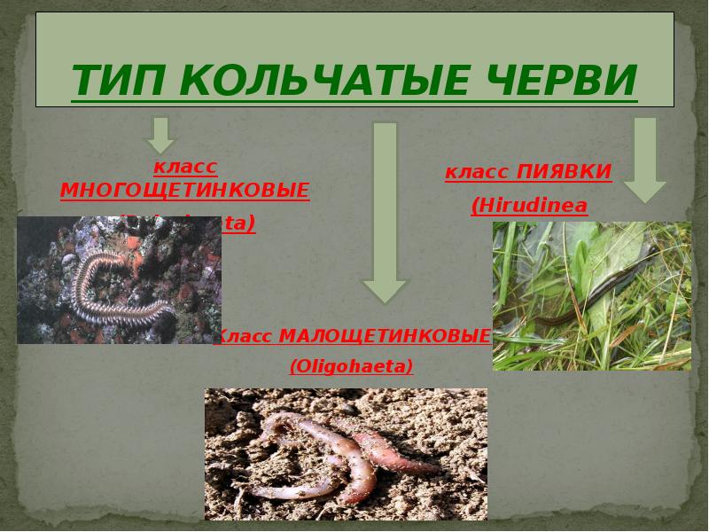 систематика дождевого червя