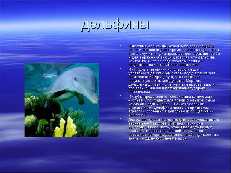 Рассказ про обитателей. Информация о морских обитателях. Сообщение о морских обитателях. Презентация на тему морские обитатели. Водные обитатели с описанием.