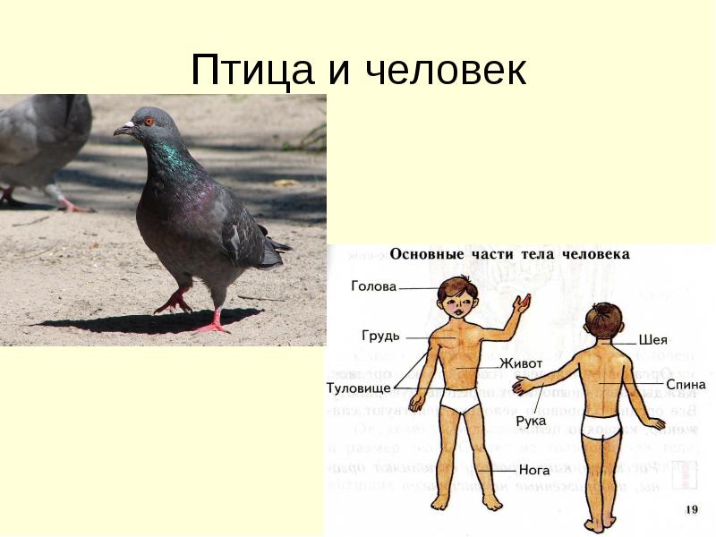 Различия птиц. Птицы части тела птиц. Отличие человека от птиц. Организм человека животных. Птица и человек отличии.