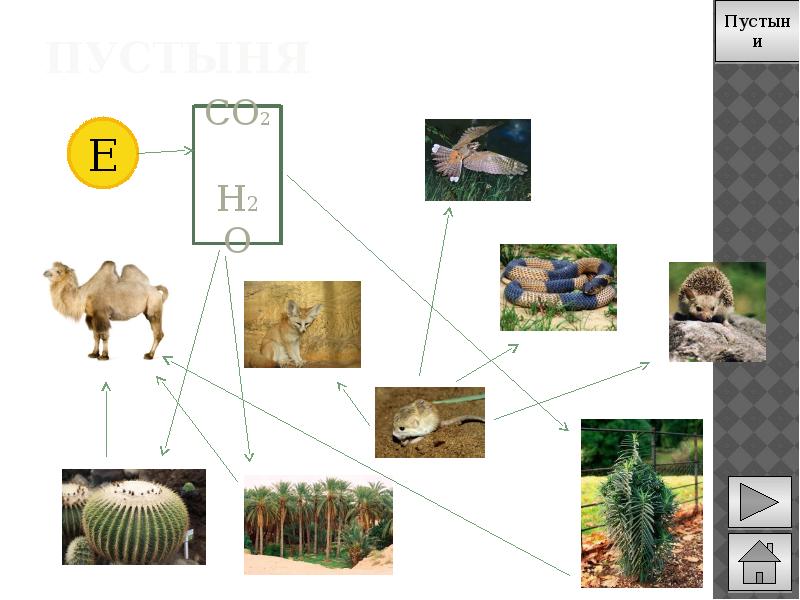 Составь цепи питания пустыни. Цепь питания пустыни. Цепь питания в зоне пустынь. Цепочка питания в пустыне. Схема цепи питания пустыни.