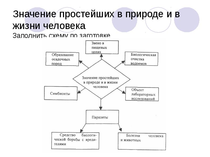 Многообразие и значение простейших в жизни человека