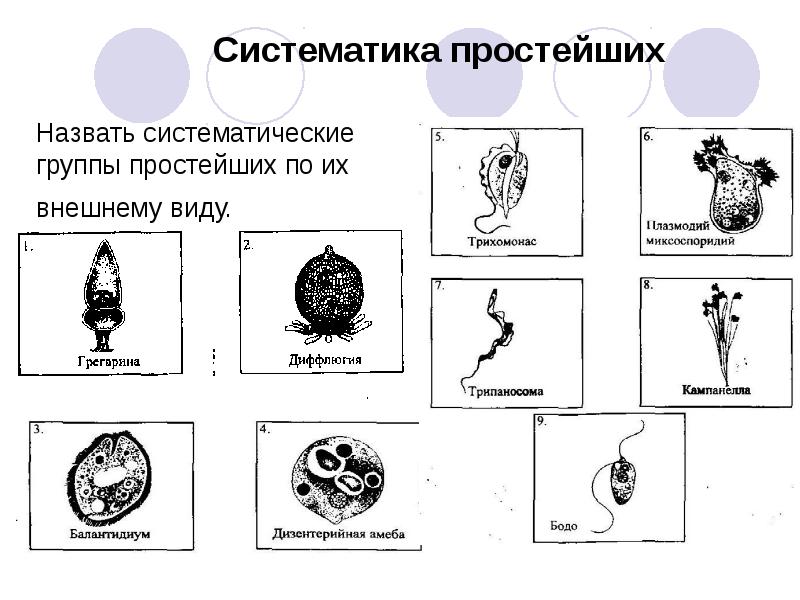 Систематика простейших схема