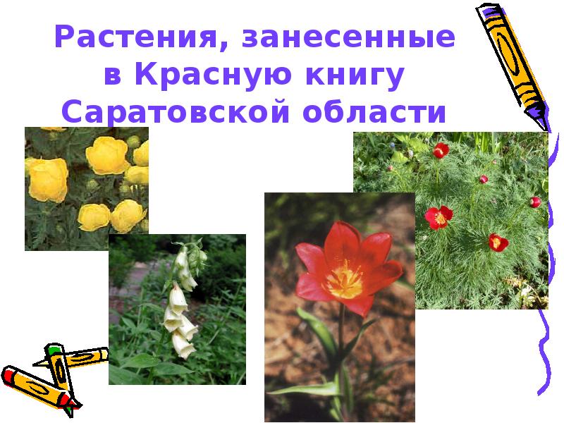 Презентация красная книга саратовской области животные и растения