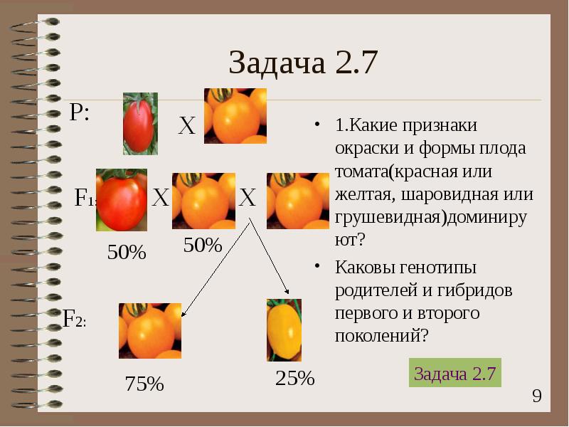 Доминантные и рецессивные признаки томата