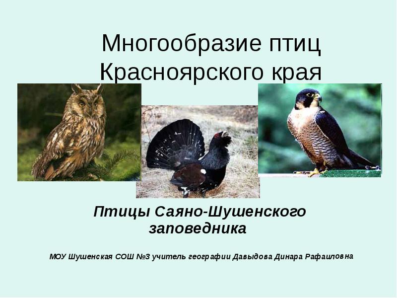 Многообразие птиц Красноярского края Птицы Саяно-Шушенского заповедника