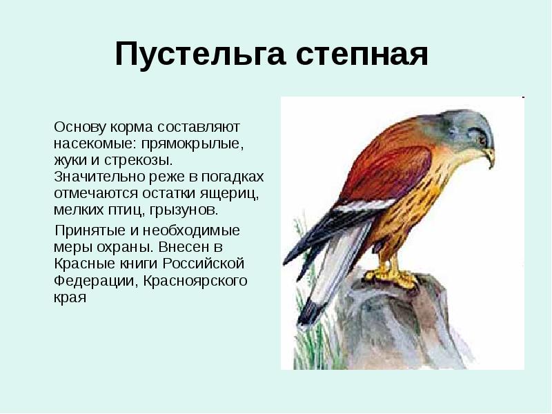 Пустельга степная Основу корма составляют насекомые: прямокрылые, жуки и