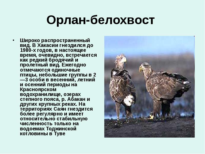 Орлан-белохвост Широко распространенный вид. В Хакасии гнездился до 1980-х годов,