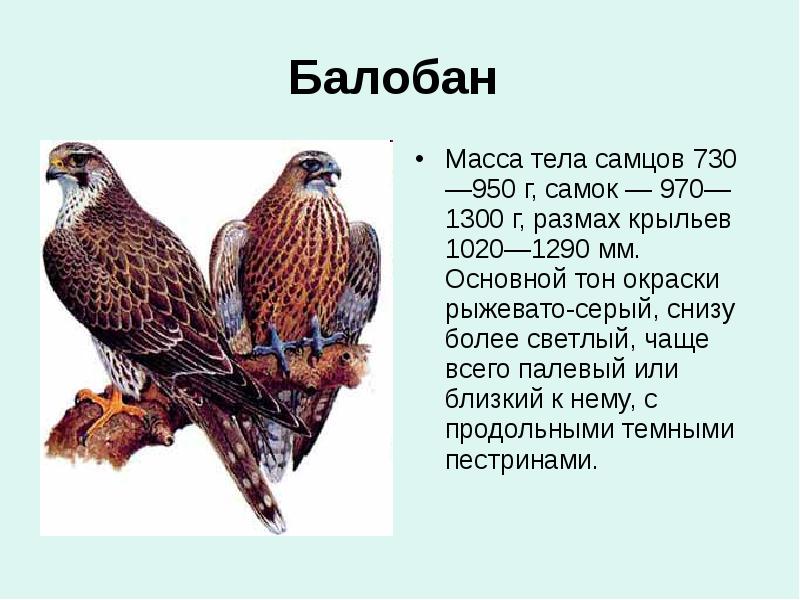 Балобан Масса тела самцов 730—950 г, самок — 970—1300 г,