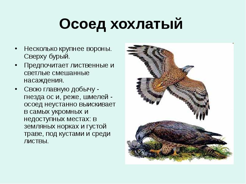 Осоед хохлатый Несколько крупнее вороны. Сверху бурый. Предпочитает лиственные