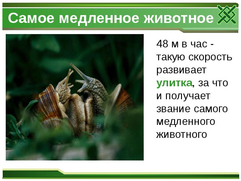 Самое медленное животное
48 м в час - такую Самое медленное животное
48 м в час - такую