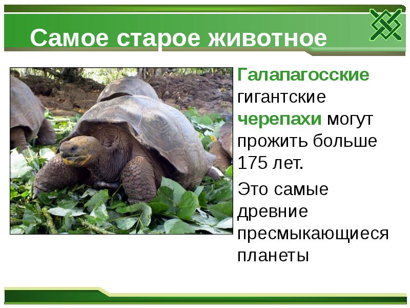 Самое старое животное
Галапагосские гигантские черепахи могут прожить Самое старое животное
Галапагосские гигантские черепахи могут прожить