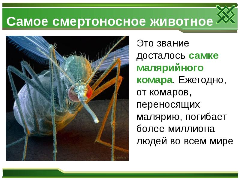 Самое смертоносное животное
Это звание досталось самке малярийного Самое смертоносное животное
Это звание досталось самке малярийного