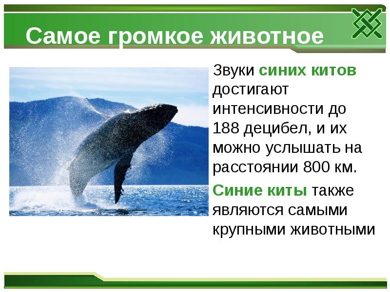 Самое громкое животное
Звуки синих китов достигают интенсивности Самое громкое животное
Звуки синих китов достигают интенсивности