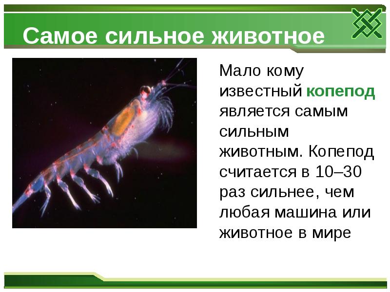 Самое сильное животное
Мало кому известный копепод является Самое сильное животное
Мало кому известный копепод является
