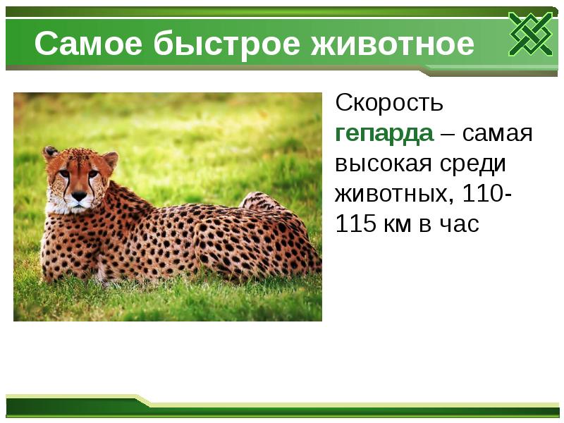 Самое быстрое животное
Скорость гепарда – самая высокая Самое быстрое животное
Скорость гепарда – самая высокая