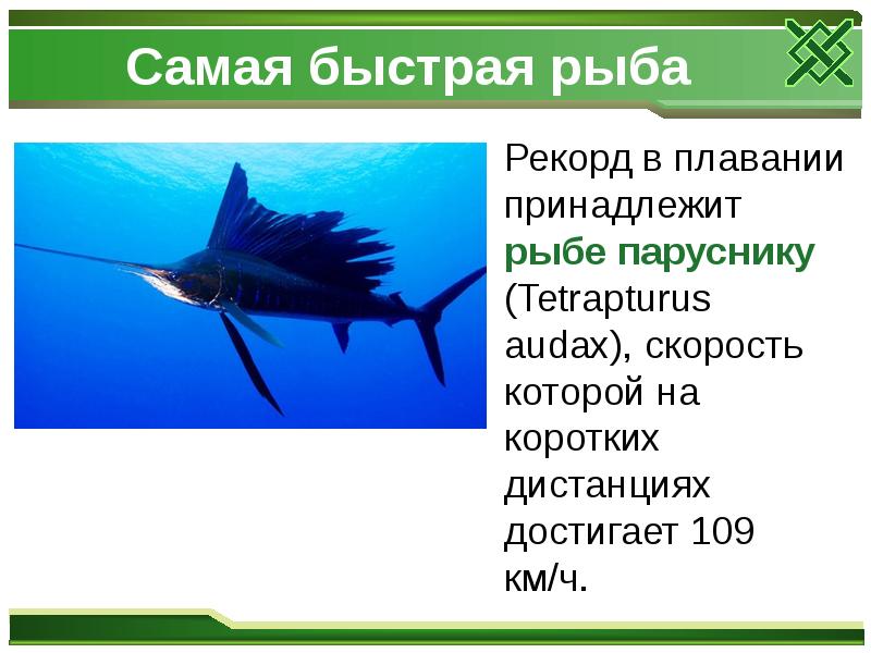 Самая быстрая рыба
Рекорд в плавании принадлежит рыбе паруснику Самая быстрая рыба
Рекорд в плавании принадлежит рыбе паруснику