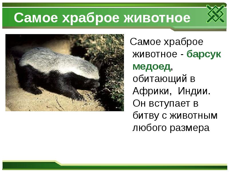 Самое храброе животное
Самое храброе животное - барсук медоед, обитающий Самое храброе животное
Самое храброе животное - барсук медоед, обитающий