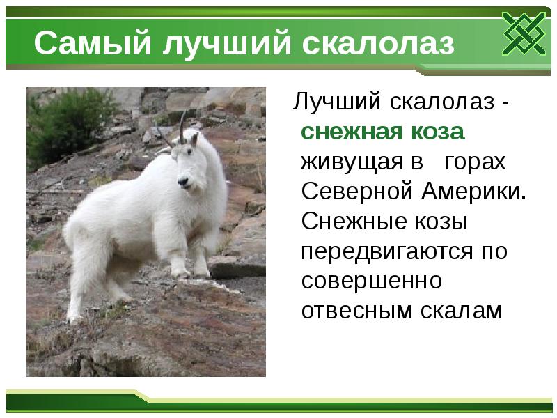 Самый лучший скалолаз
Лучший скалолаз - снежная коза живущая в Самый лучший скалолаз
Лучший скалолаз - снежная коза живущая в