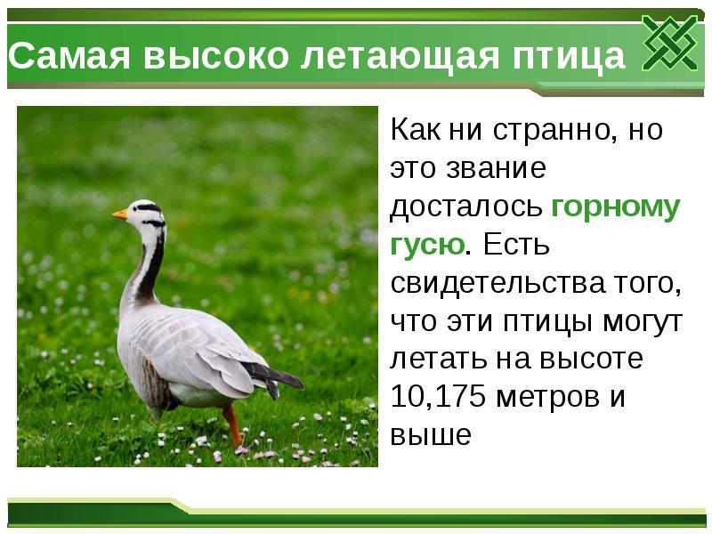 Самая высоко летающая птица
Как ни странно, но это Самая высоко летающая птица
Как ни странно, но это