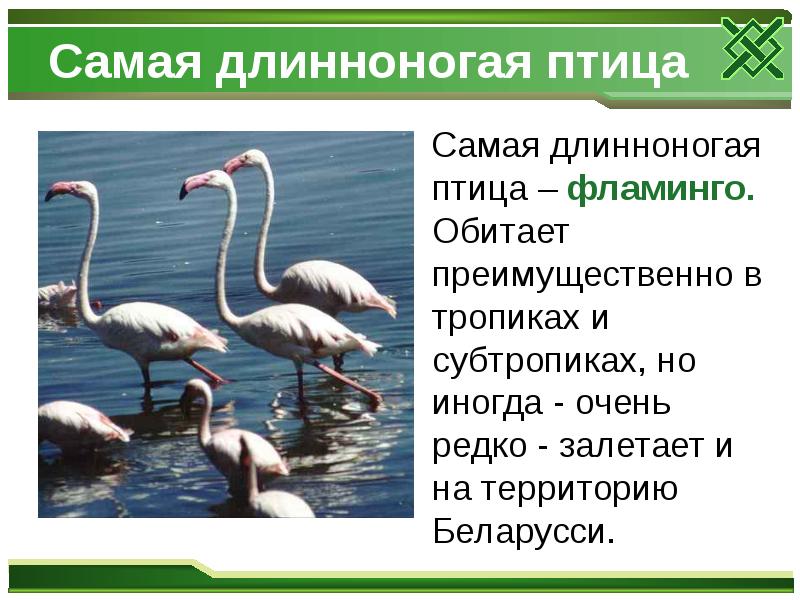 Самая длинноногая птица
Самая длинноногая птица – фламинго. Обитает Самая длинноногая птица
Самая длинноногая птица – фламинго. Обитает