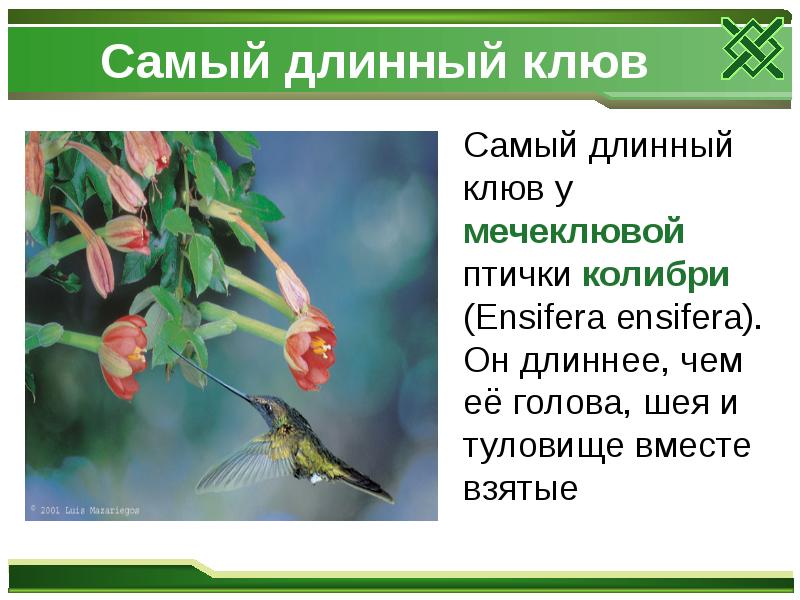 Самый длинный клюв
Самый длинный клюв у мечеклювой птички Самый длинный клюв
Самый длинный клюв у мечеклювой птички