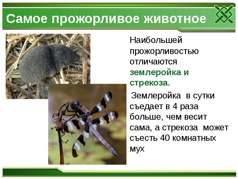 Самое прожорливое животное
Наибольшей прожорливостью отличаются землеройка и стрекоза.
Самое прожорливое животное
Наибольшей прожорливостью отличаются землеройка и стрекоза.