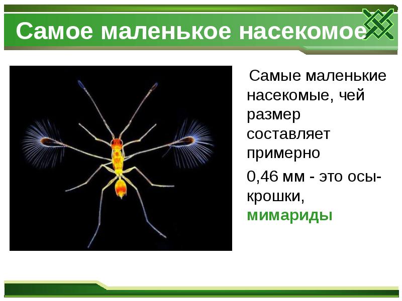 Самое маленькое насекомое
Самые маленькие насекомые, чей размер Самое маленькое насекомое
Самые маленькие насекомые, чей размер