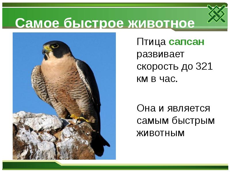 Самое быстрое животное
Птица сапсан развивает скорость до Самое быстрое животное
Птица сапсан развивает скорость до