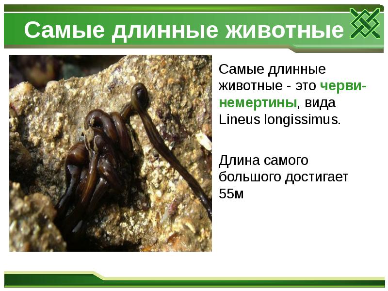 Самые длинные животные
Самые длинные животные - это черви-немертины, Самые длинные животные
Самые длинные животные - это черви-немертины,