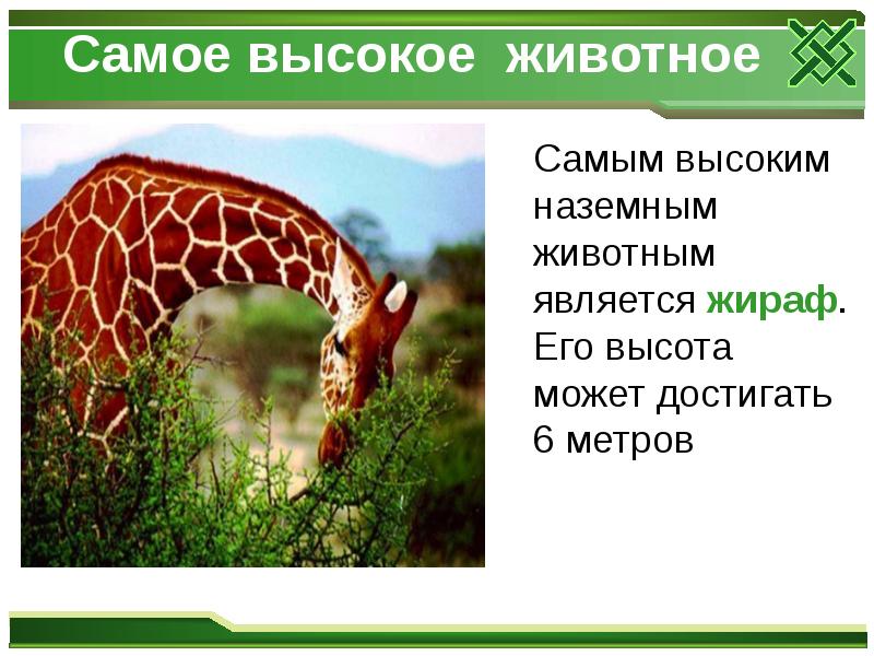 Самое высокое животное
Самым высоким наземным животным является Самое высокое животное
Самым высоким наземным животным является