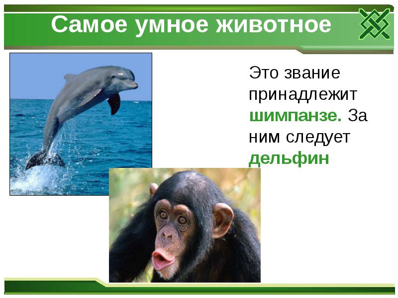 Самое умное животное
Это звание принадлежит шимпанзе. За Самое умное животное
Это звание принадлежит шимпанзе. За