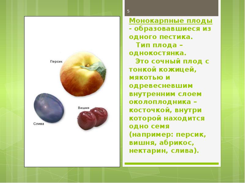 Орган который впоследствии образуется плоды с семенами. Типы апокарпных плодов. Тип плода монокарпный. Типы псевдомонокарпных плодов. Типы сочных плодов.