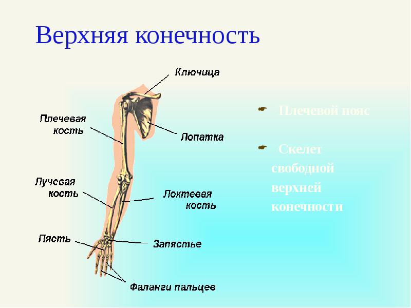 К скелету свободных конечностей относятся. Строение верхней конечности. Скелет свободной верхней конечности. Свободная верхняя конечность. Пояс верхних конечностей.