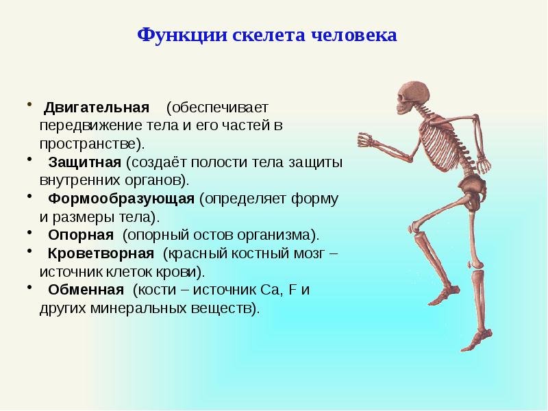 Основные функции кости. Опорно двигательная система скелет человека анатомия. Функции скелета опорно двигательного аппарата человека. Опорно двигательная функция скелета. Опорно двигательный аппарат строение костей.