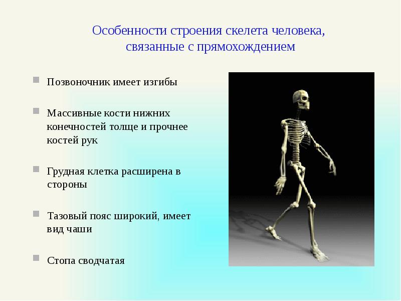 Особенности соединений скелета. Особености строение скелета человека. Особенности строения скелета человека связанные с прямохождением. Приспособления скелета к прямохождению. Приспособления скелета человека к прямохождению.