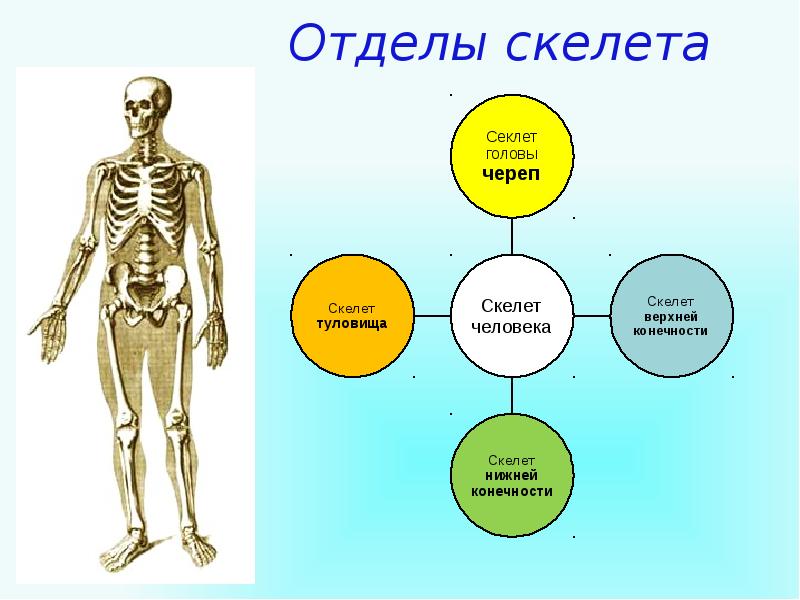 Какой отдел скелета есть. Отделы скелета. 3 Отдела скелета. Все отделы скелета человека. Запиши название отделов скелета человека.