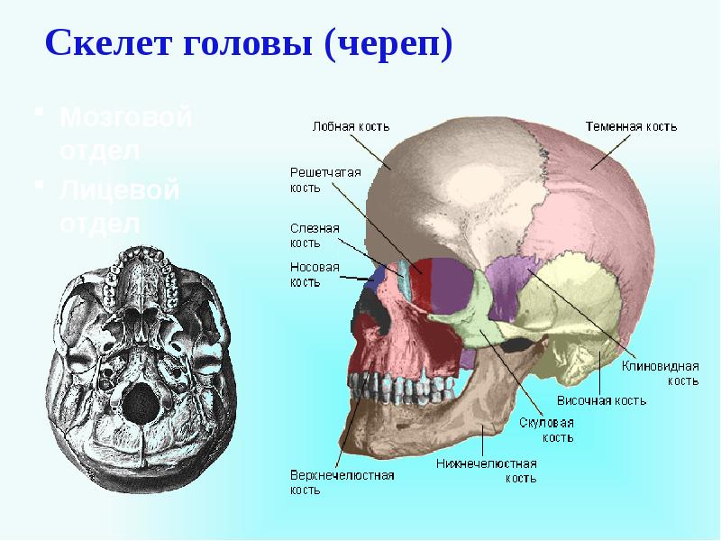 Скелет головы функции. Преобладание лицевого отдела черепа над мозговым. Строение и функции черепа. Свод мозгового отдела черепа. Функции черепа человека.