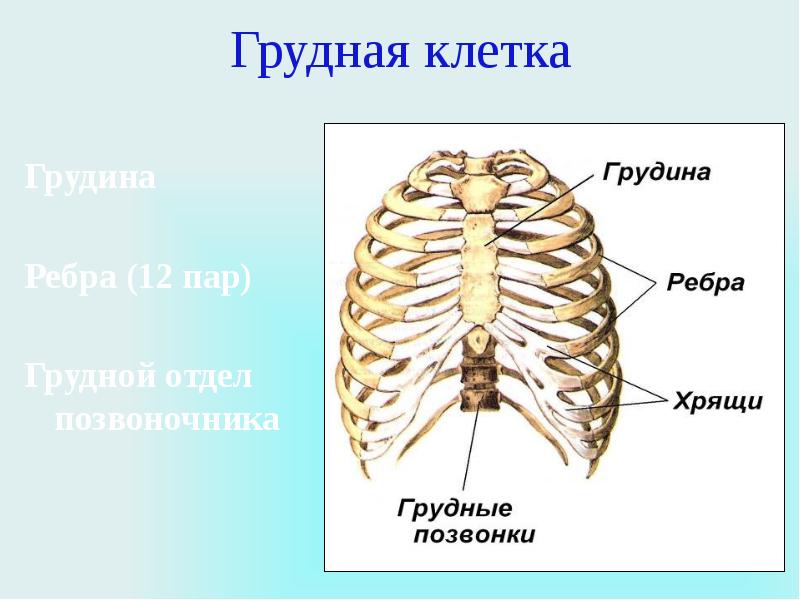 Неподвижные соединения ребер. Анатомия костей грудной клетки человека. Грудная клетка с ребрами и грудиной. Анатомия ребер грудной клетки. Грудная клетка строение и соединение костей.