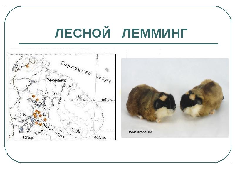 Презентация красная книга мурманской области животные и растения