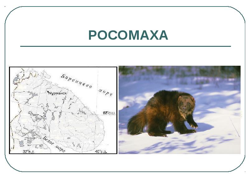 Проект по окружающему миру мурманск