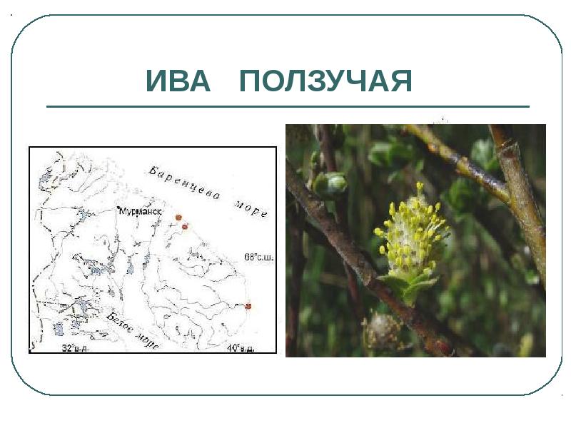 Презентация красная книга мурманской области животные и растения