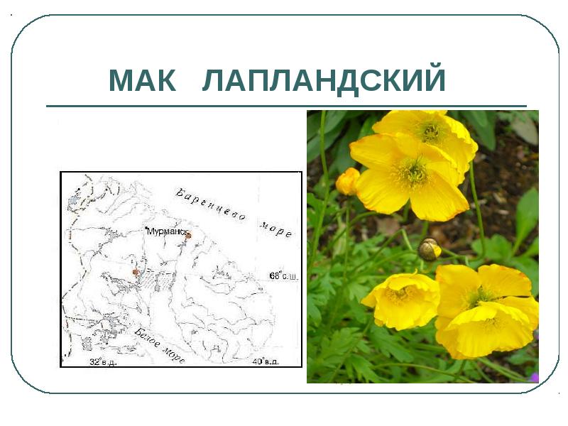 Презентация красная книга мурманской области животные и растения