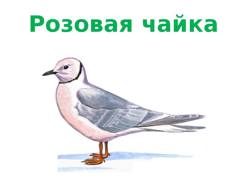 Розовую чайку. Розовая Чайка. Розовая Чайка рисунок. Рисунок розовой Чайки. Розовая чика нарисована.